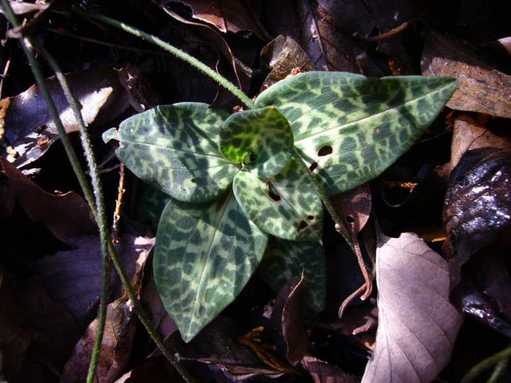 P1010247