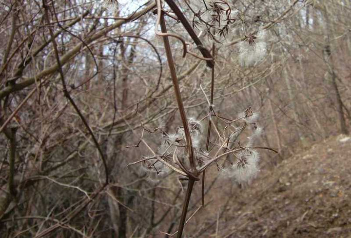P1010268