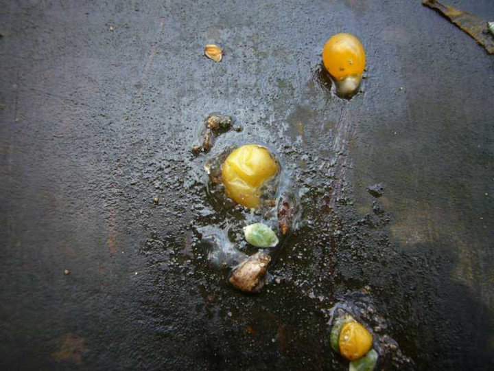 P1010290