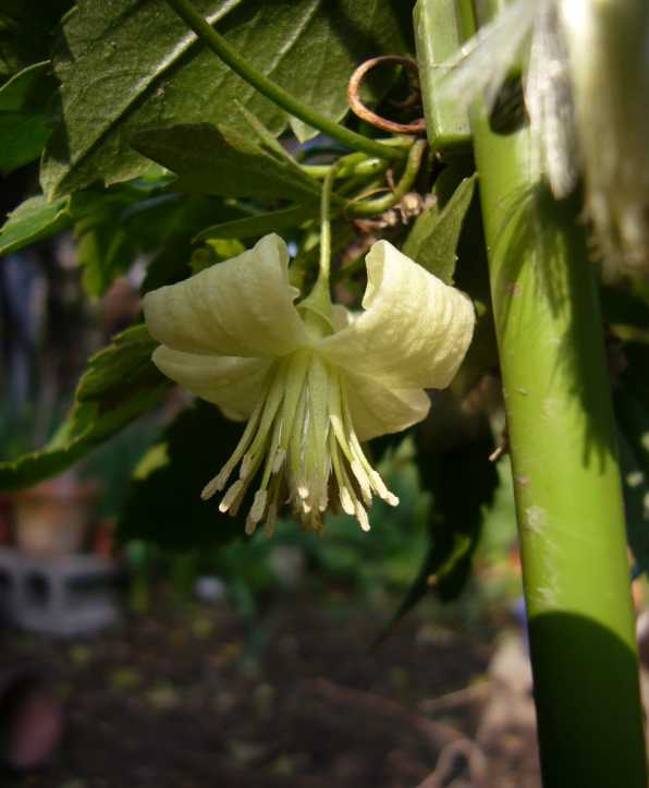 P1010544