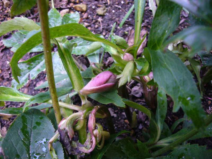 P1010602