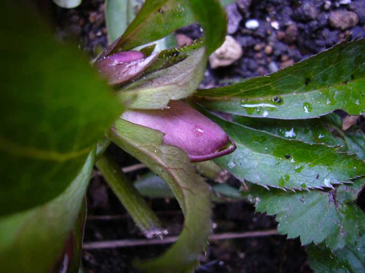 P1010604