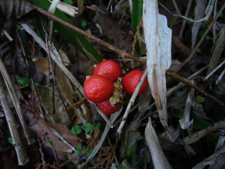P1010657