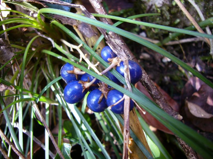 P1010675