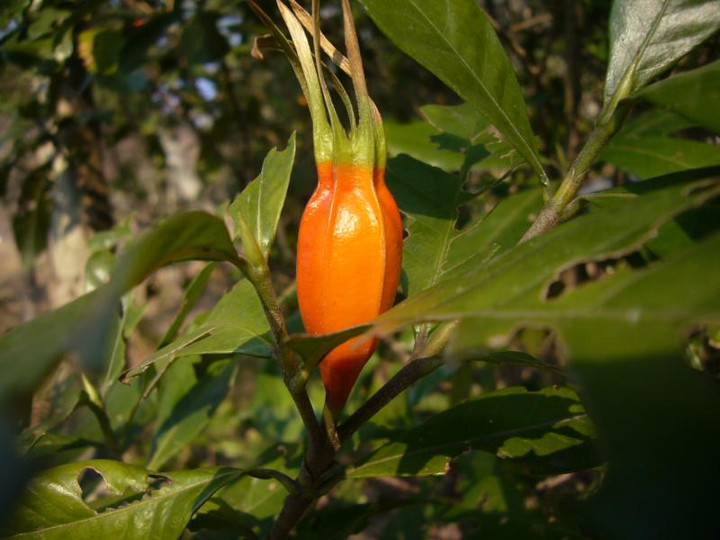 P1010754