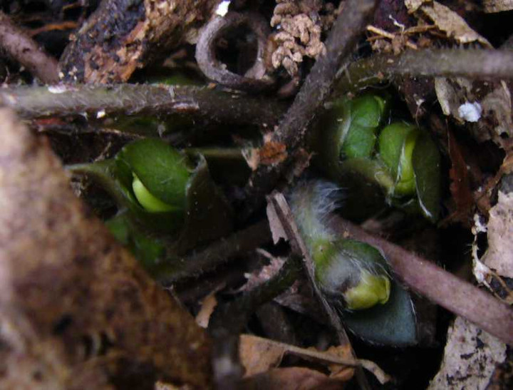 P1010775