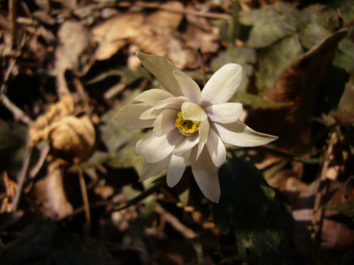 P1010866