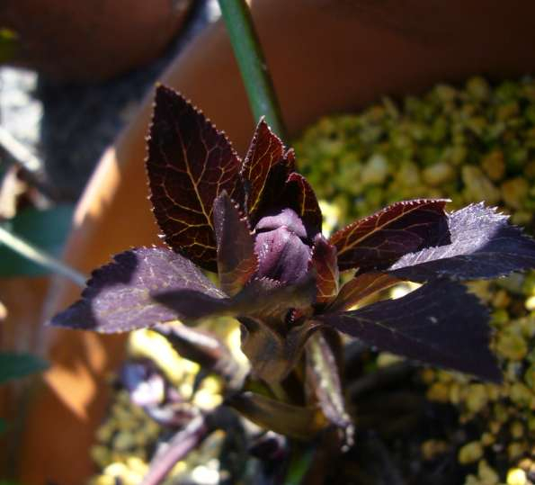 P1010961