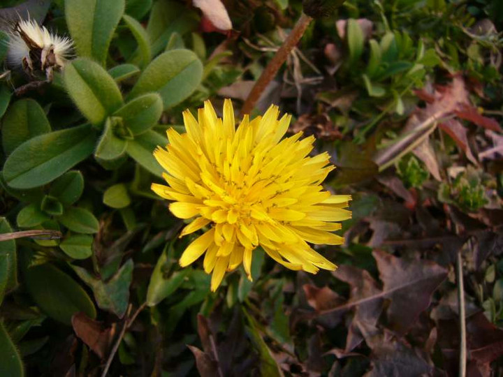 P1020020
