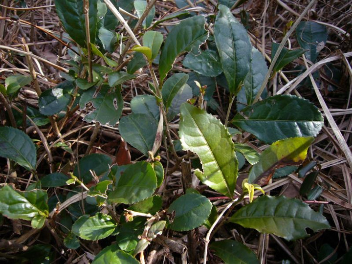 P1020240