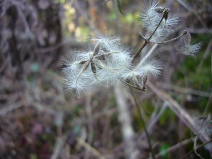 P1020243