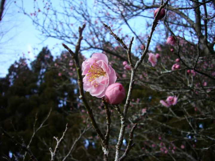 P102025