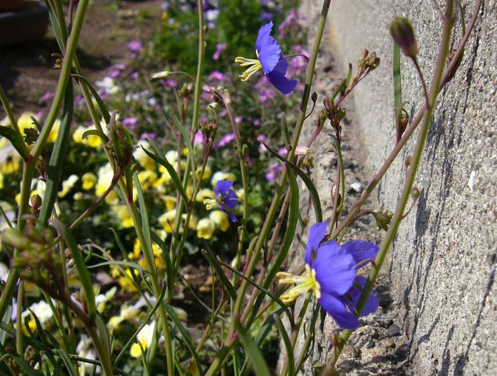 山好き、花好き : ヘリオフィラ、開花