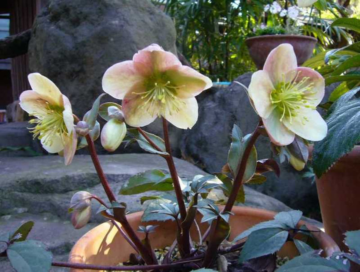 P1020971