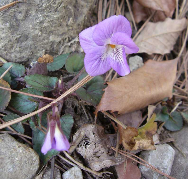 P1030068