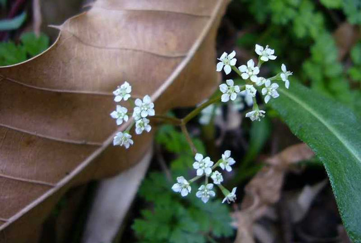 P1030547