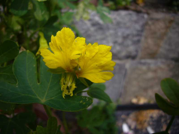 P1030781