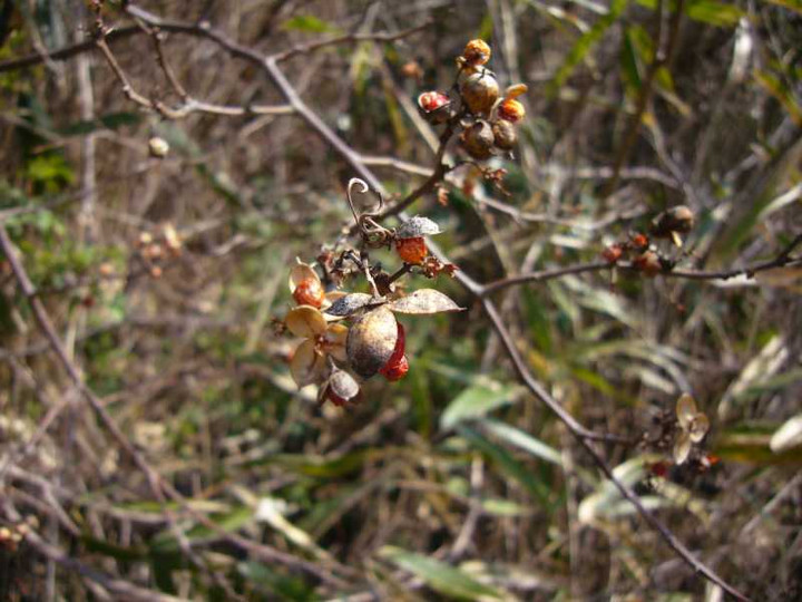P1040065