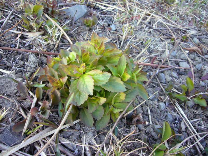 P1040124