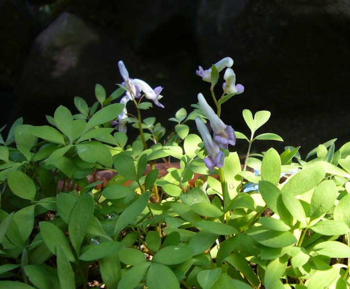 P1040334