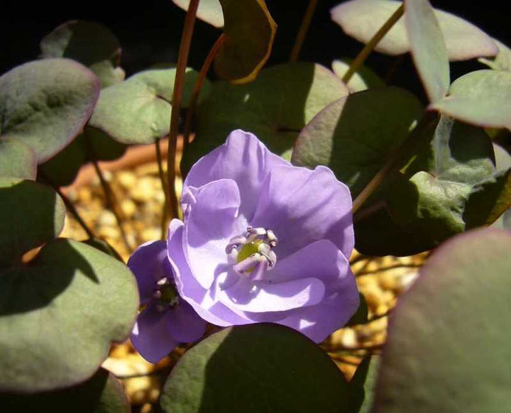 P1040588