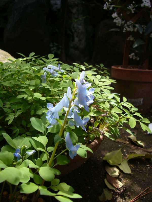 P1050243