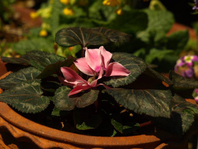 P4042978