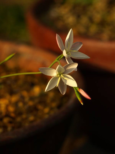 P4095207hesperantha_cucullata