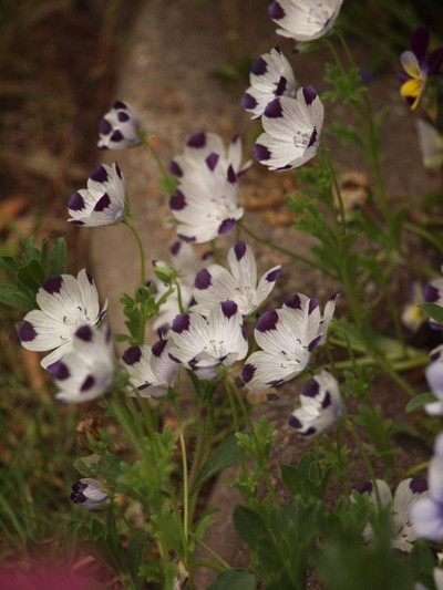 P5035954