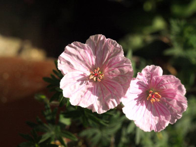 P5056765