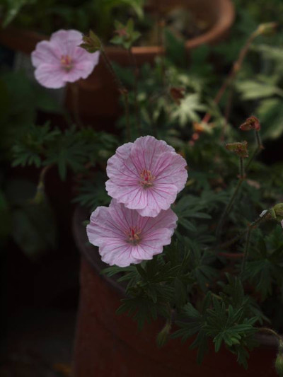 P5056940sanngineumu