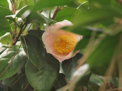 Pb118253