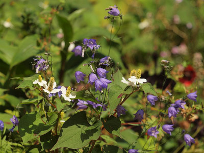 P6069138