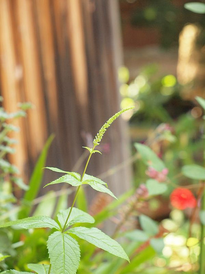 P6069154