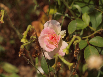 P6069164