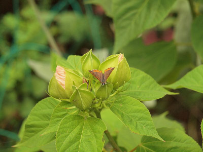 P7072275