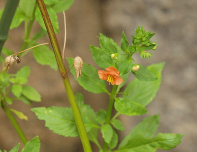 P7072280