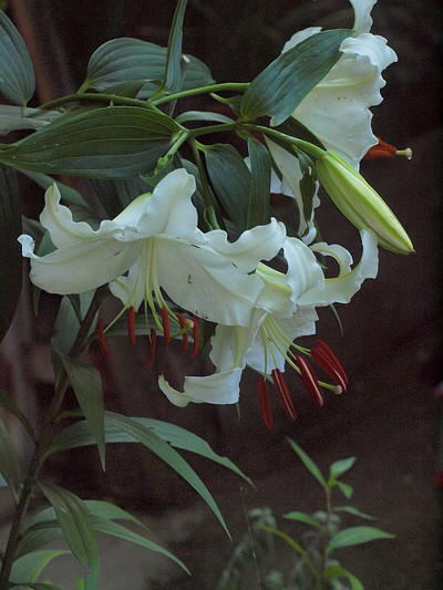 P7174942