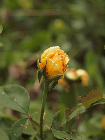 P7174966