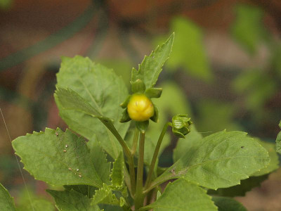 P7174967