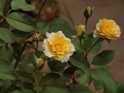 P7225599