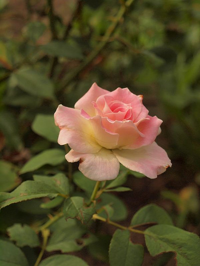 P7225611