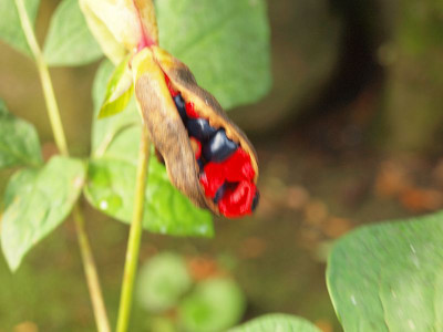 P7235618