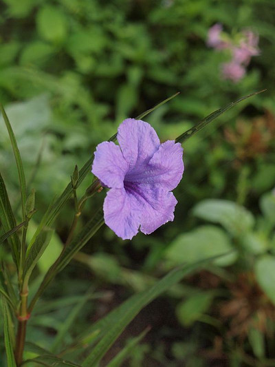 P7235626