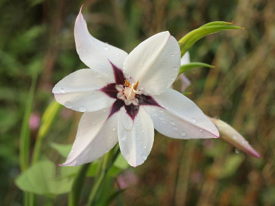 P7235627