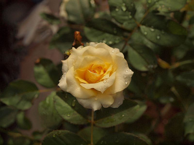 P7235629