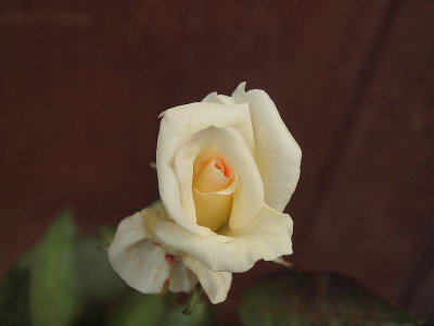 P7235633