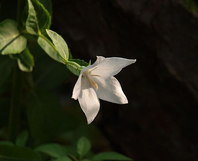 P8126637