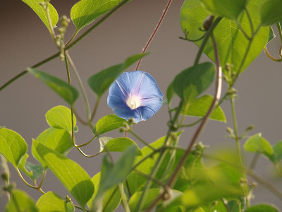 P8126653