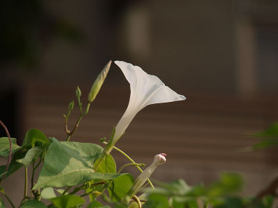 P8126654